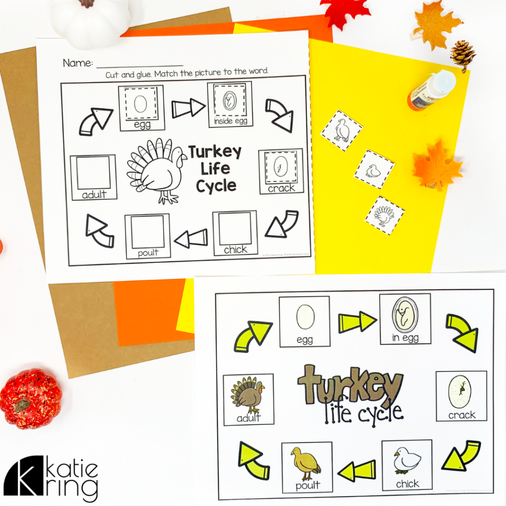 Use a turkey life cycle activity like this in your fall activities for kids to enhance your science activities this autumn.